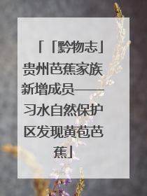 「黔物志」贵州芭蕉家族新增成员——习水自然保护区发现黄苞芭蕉
