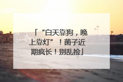 “白天靠狗，晚上靠灯”！菌子近期疯长！别乱捡
