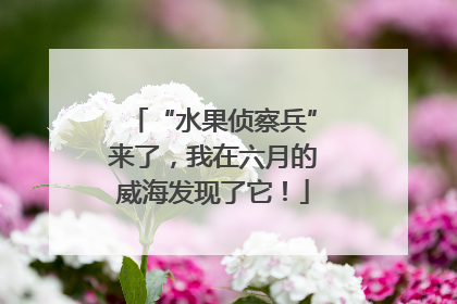 “水果侦察兵”来了，我在六月的威海发现了它！
