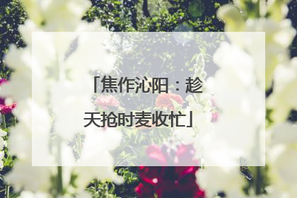 焦作沁阳：趁天抢时麦收忙