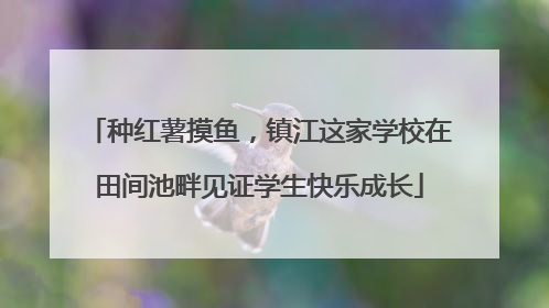 种红薯摸鱼，镇江这家学校在田间池畔见证学生快乐成长