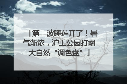 第一波睡莲开了！暑气渐浓，沪上公园打翻大自然“调色盘”