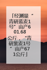 经测量“青研蓝麦1号”亩产601.68公斤，“青研紫麦1号”亩产671公斤