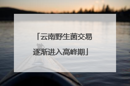 云南野生菌交易逐渐进入高峰期