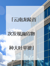 云南龙陵首次发现濒危物种大叶苹婆