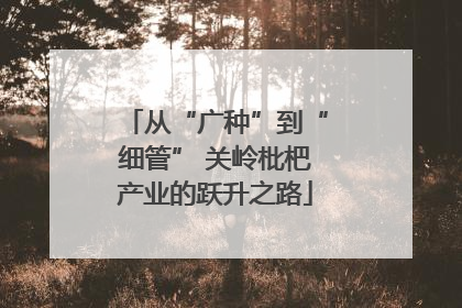 从“广种”到“细管” 关岭枇杷产业的跃升之路