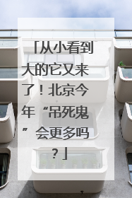 从小看到大的它又来了！北京今年“吊死鬼”会更多吗？