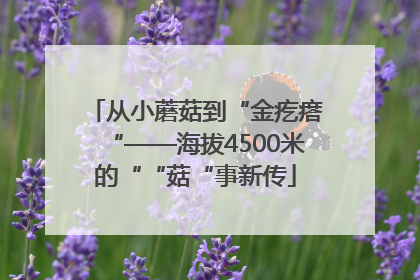 从小蘑菇到“金疙瘩“——海拔4500米的““菇“事新传
