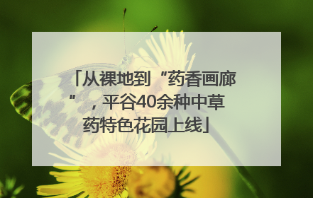 从裸地到“药香画廊”，平谷40余种中草药特色花园上线