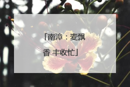 南漳：麦飘香 丰收忙
