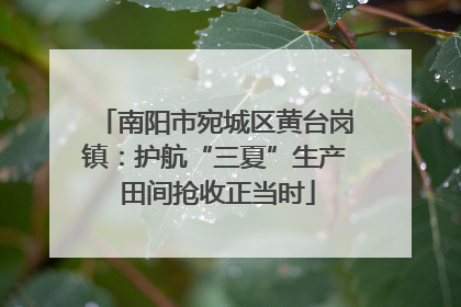 南阳市宛城区黄台岗镇：护航“三夏”生产 田间抢收正当时