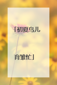 初夏鸟儿育雏忙