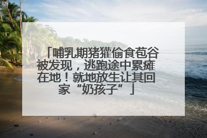 哺乳期猪獾偷食苞谷被发现，逃跑途中累瘫在地！就地放生让其回家“奶孩子”