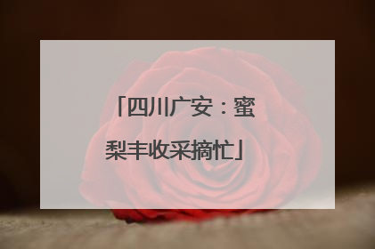 四川广安：蜜梨丰收采摘忙