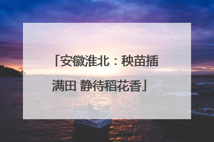 安徽淮北：秧苗插满田 静待稻花香