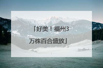 好美！福州3万株百合盛放