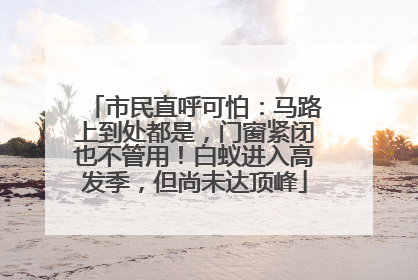 市民直呼可怕：马路上到处都是，门窗紧闭也不管用！白蚁进入高发季，但尚未达顶峰