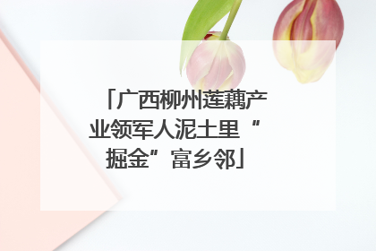 广西柳州莲藕产业领军人泥土里“掘金”富乡邻