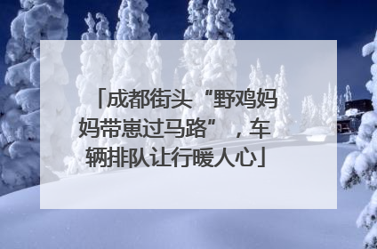成都街头“野鸡妈妈带崽过马路”，车辆排队让行暖人心