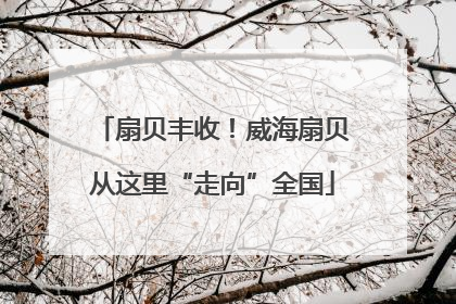 扇贝丰收！威海扇贝从这里“走向”全国