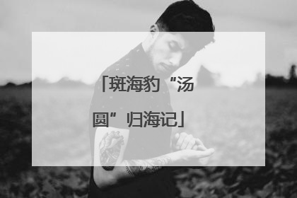 斑海豹“汤圆”归海记