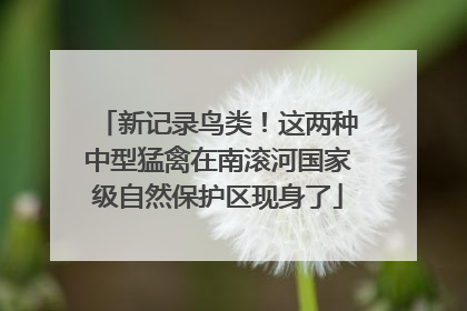 新记录鸟类！这两种中型猛禽在南滚河国家级自然保护区现身了