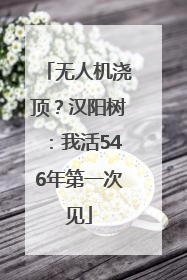 无人机浇顶？汉阳树：我活546年第一次见