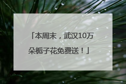 本周末，武汉10万朵栀子花免费送！