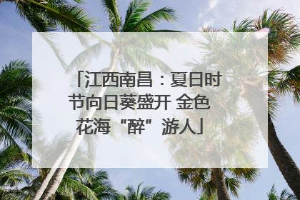 江西南昌：夏日时节向日葵盛开 金色花海“醉”游人