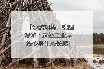 沙鸥翔集、锦鲤漫游：这处工业岸线变身生态长廊