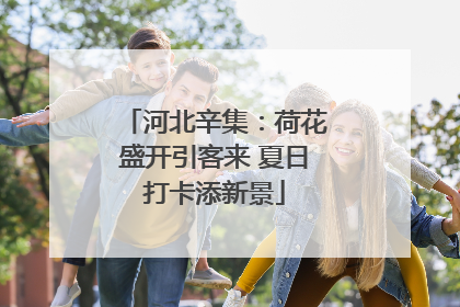 河北辛集：荷花盛开引客来 夏日打卡添新景