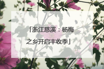 浙江慈溪：杨梅之乡开启丰收季