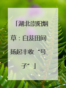湖北崇阳烟草：白芨田间扬起丰收“号子”