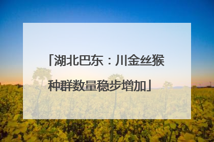 湖北巴东：川金丝猴种群数量稳步增加