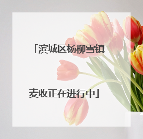 滨城区杨柳雪镇麦收正在进行中