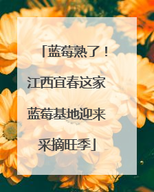 蓝莓熟了！江西宜春这家蓝莓基地迎来采摘旺季