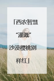西农智慧“灌溉” 沙漠樱桃别样红