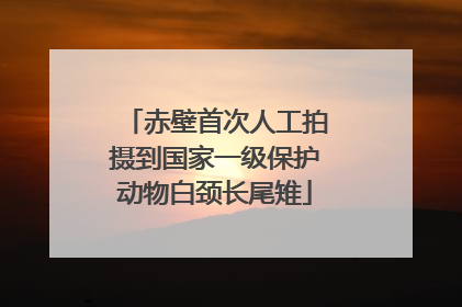赤壁首次人工拍摄到国家一级保护动物白颈长尾雉