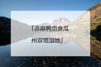 赤麻鸭觅食瓜州双塔湿地