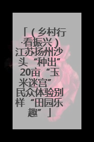 （乡村行·看振兴）江苏扬州沙头“种出”20亩“玉米迷宫” 民众体验别样“田园乐趣”